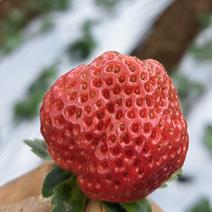 云南昭通巧家县冬草莓，批量上市，百亩基地，品质保证