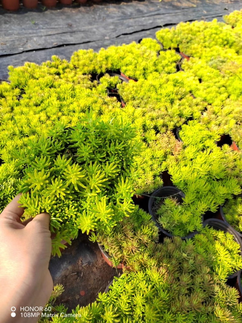 【精品】佛甲草保质保量大量供应诚信经营欢迎合作