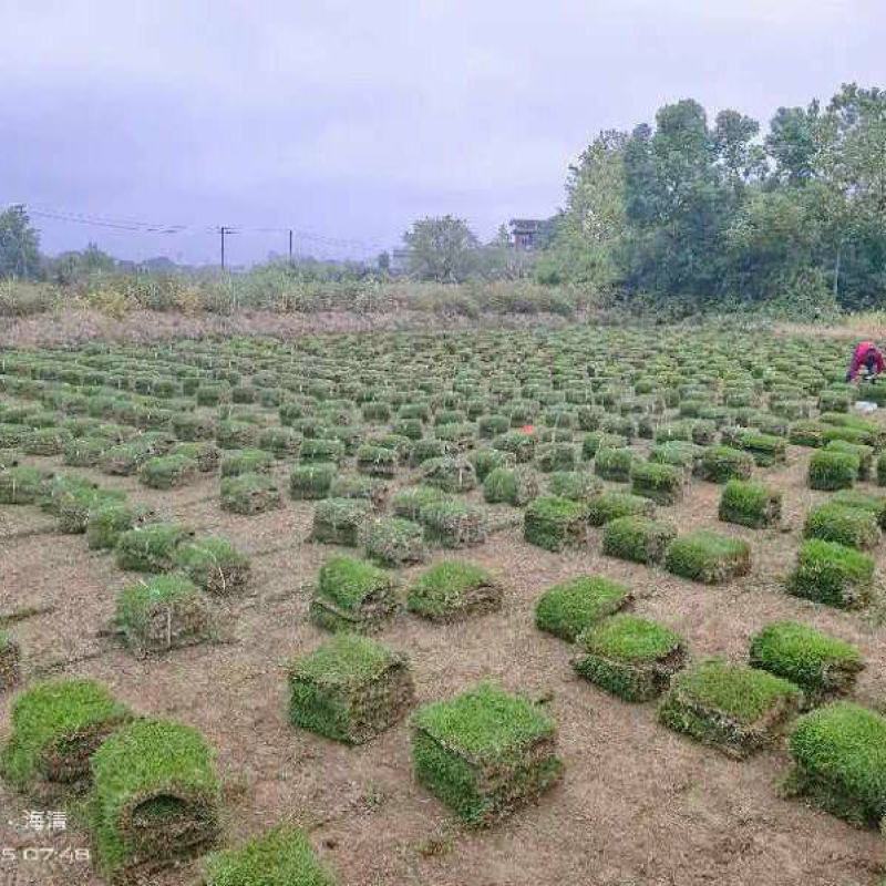 马尼拉草坪