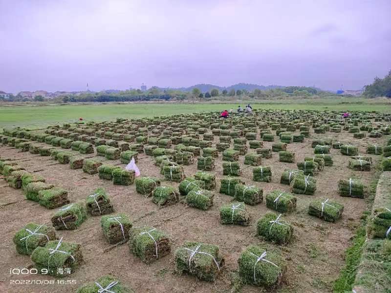 马尼拉草坪