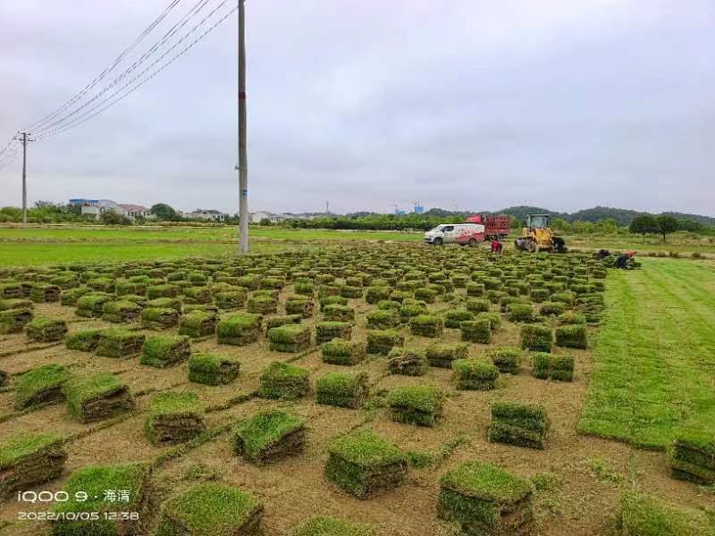 马尼拉草坪