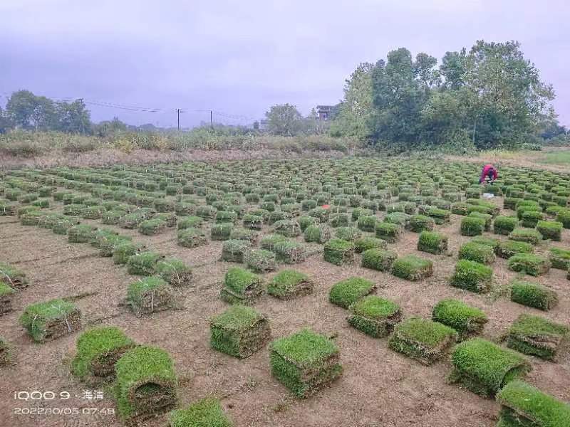 马尼拉草坪