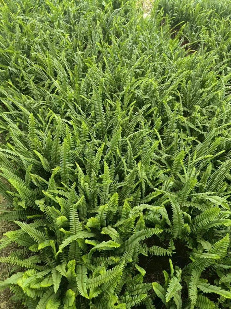 【推荐】贵州惠水县肾蕨产地发货大量供应保质保量欢迎