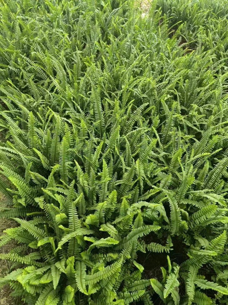【推荐】贵州惠水县肾蕨产地发货大量供应保质保量欢迎