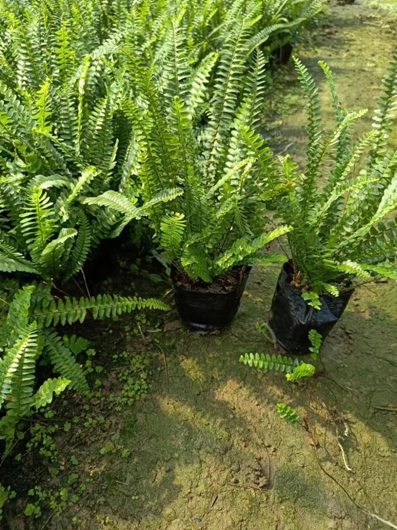 【推荐】贵州惠水县肾蕨产地发货大量供应保质保量欢迎