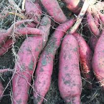 【精品】西瓜红红薯大量现货供应产地一手货源直发量大价优