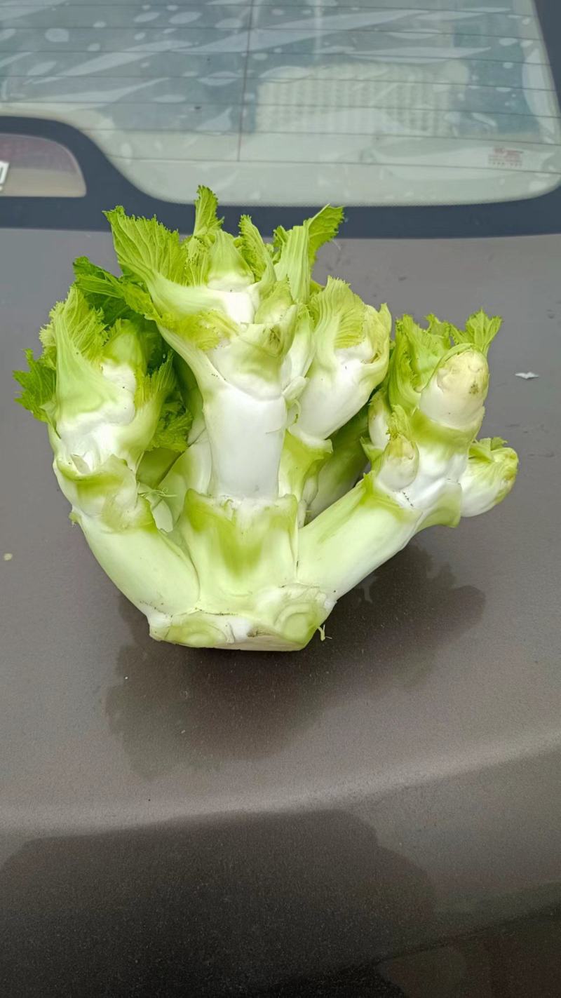 本地儿菜那将大量上市，保证品质，专业做分拣包装，随行就市