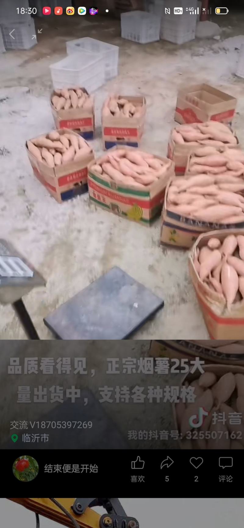 烟署25蜜署西瓜红紫署