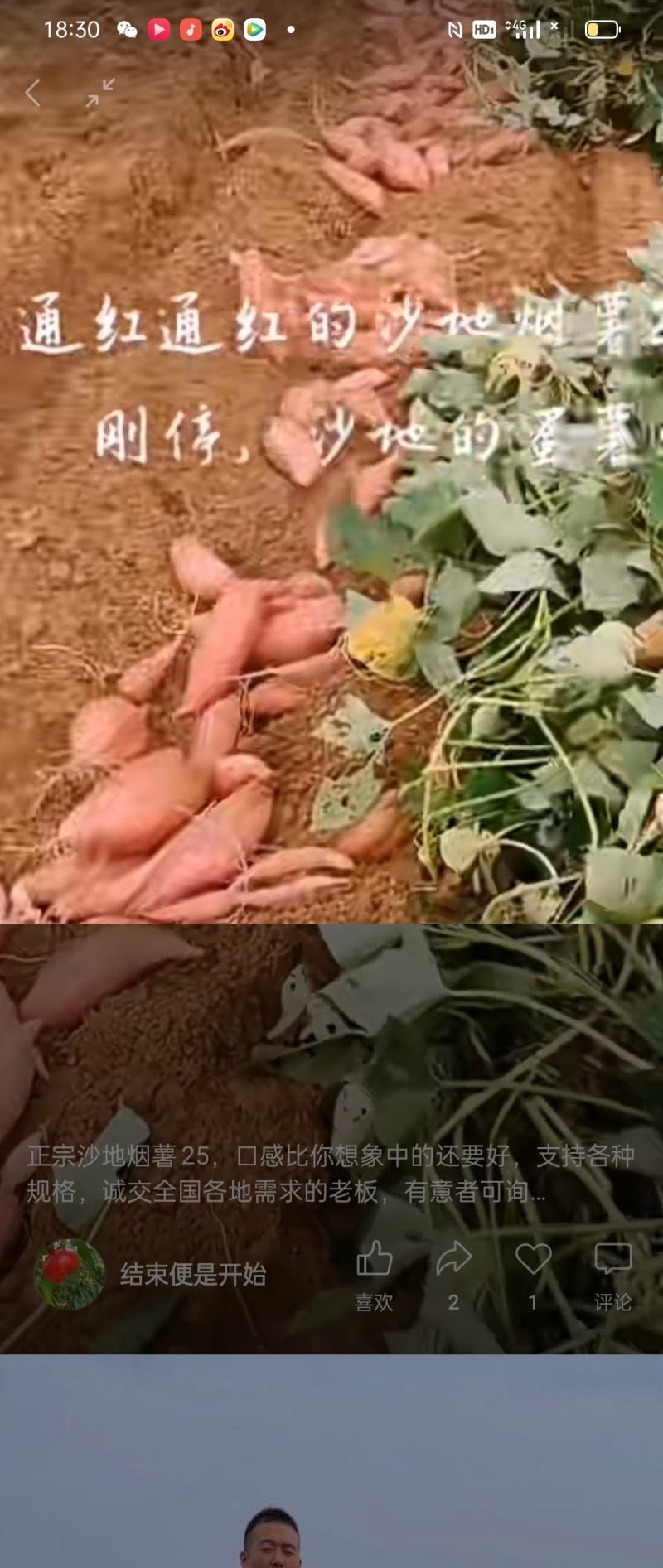 烟署25蜜署西瓜红紫署