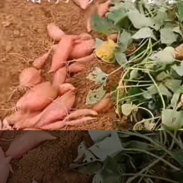 烟署25蜜署西瓜红紫署