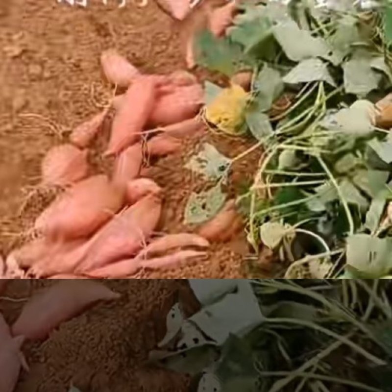 烟署25蜜署西瓜红紫署