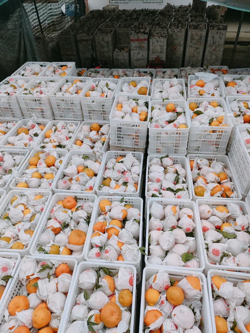 蒲江耙耙柑高次，对接二三级市场，主打性价比