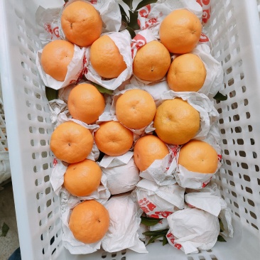 蒲江耙耙柑高次，对接二三级市场，主打性价比