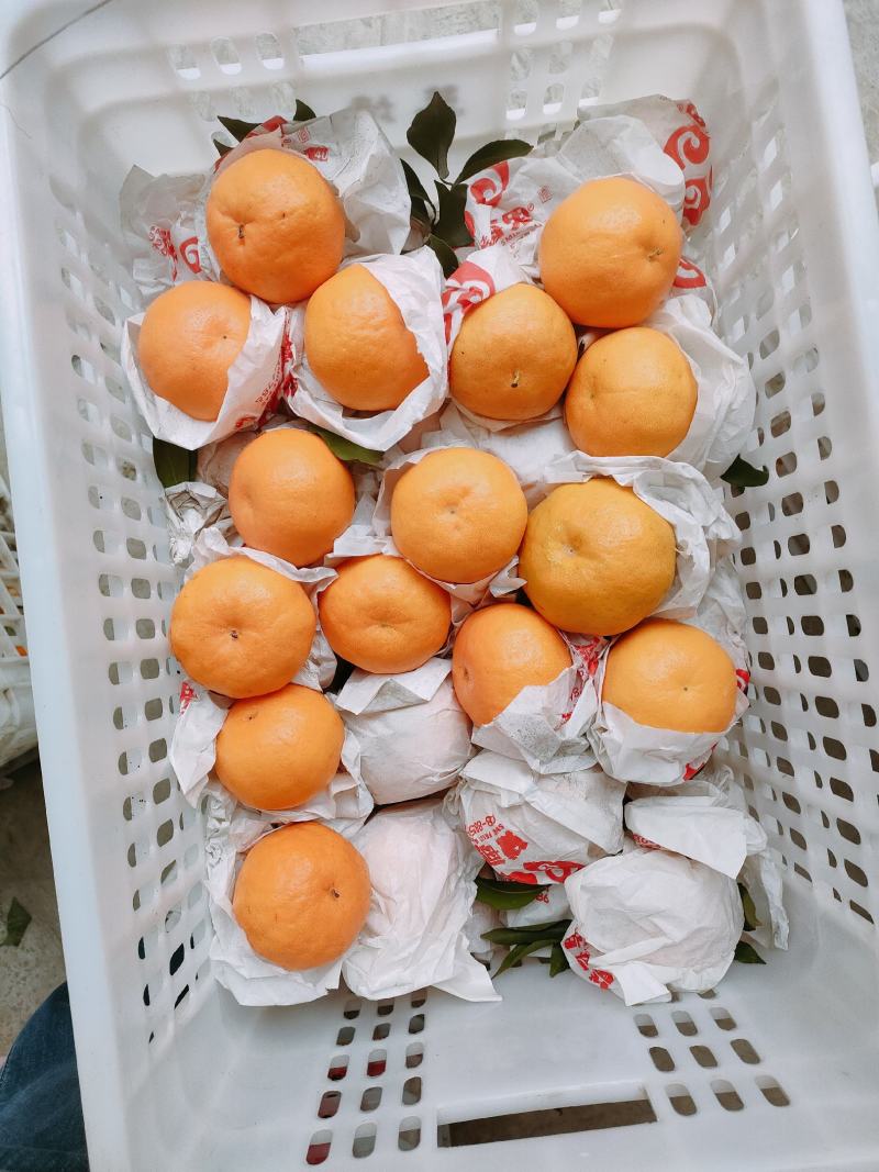 蒲江耙耙柑高次，对接二三级市场，主打性价比