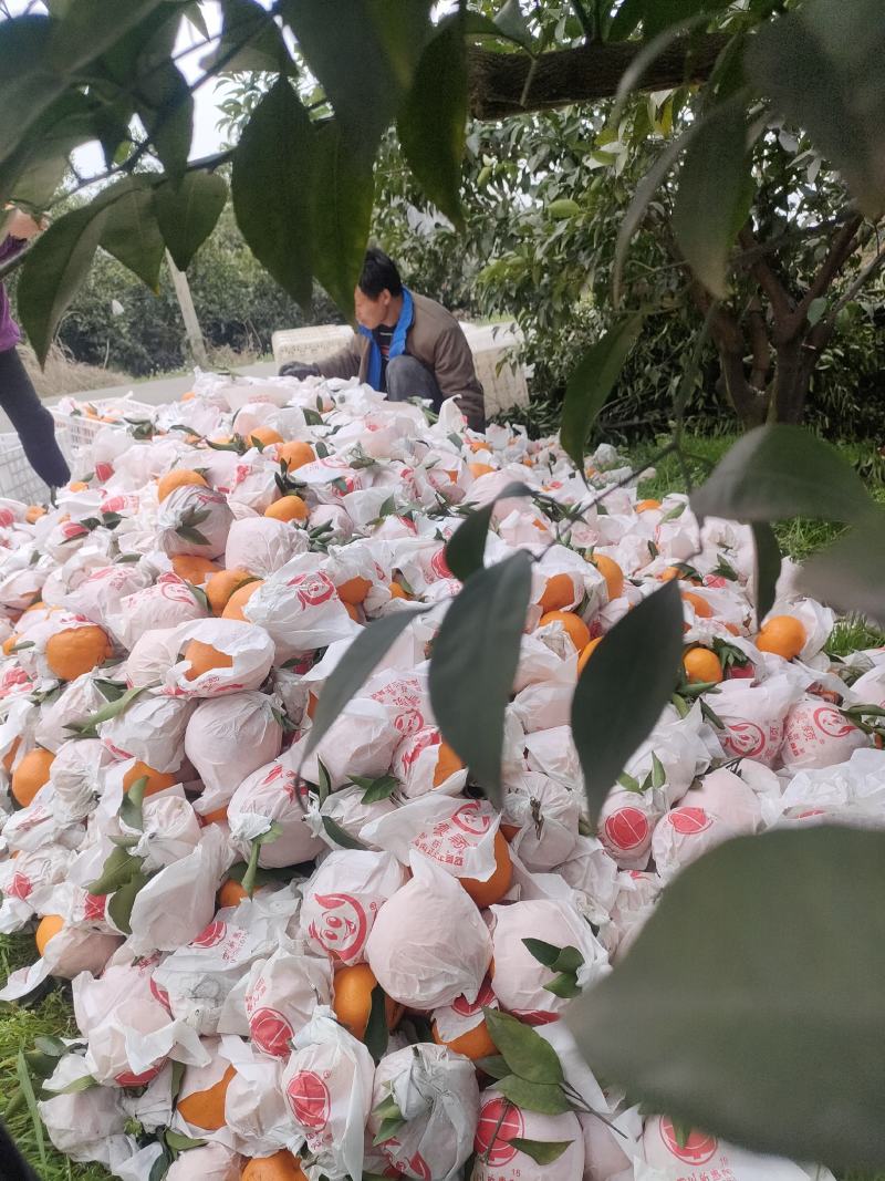 蒲江耙耙柑高次，对接二三级市场，主打性价比