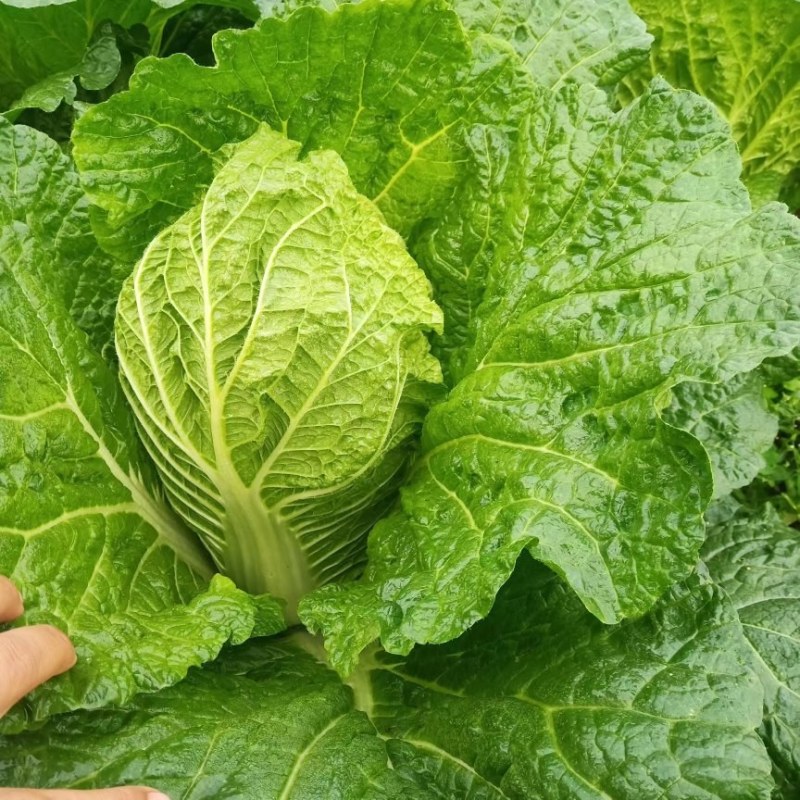 黄心白菜
