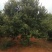 丛生杨梅