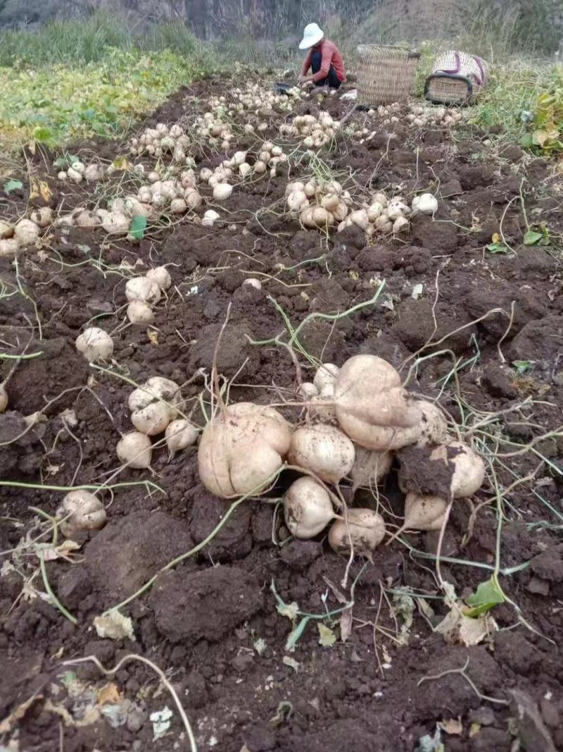 豆薯，大量上市，无渣，新鲜，基地一手货源，欢迎选购
