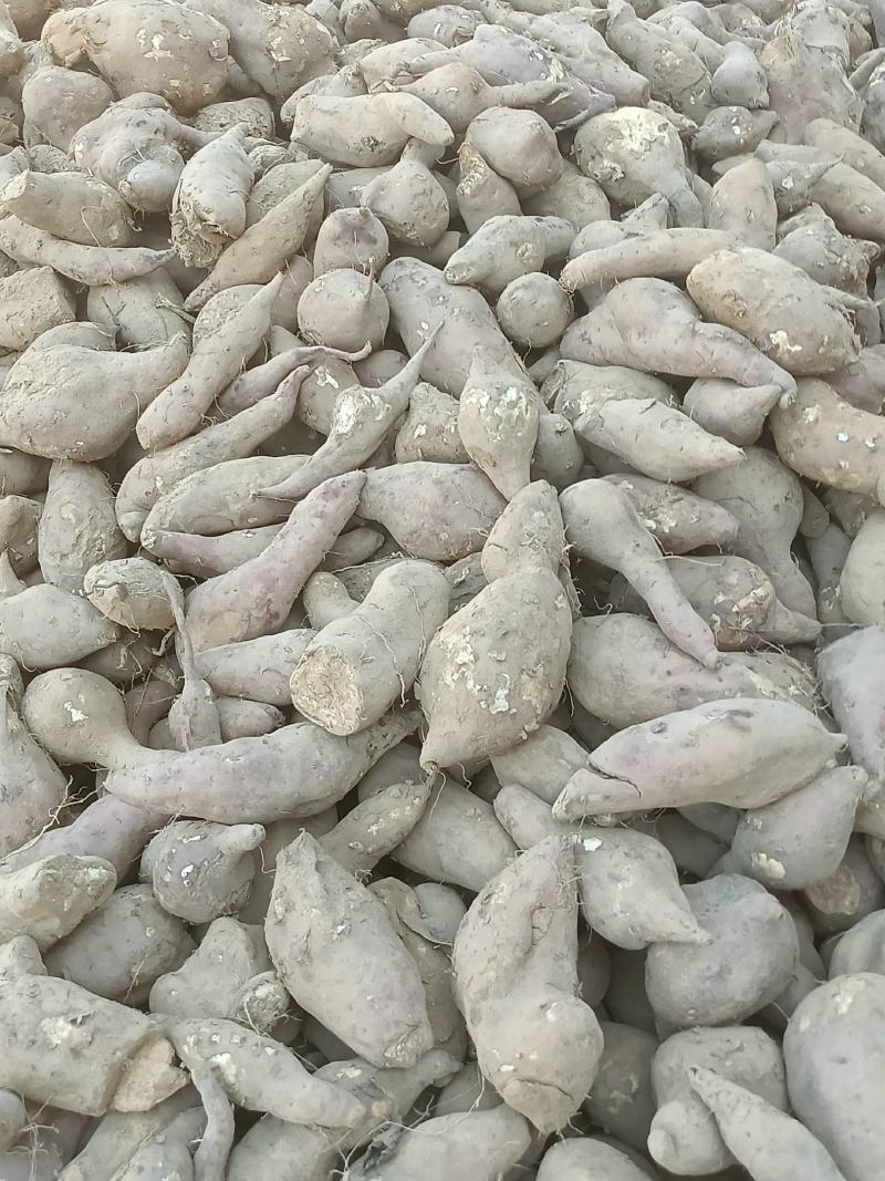 商薯19加工做淀粉的。欢迎老板来订购。大量。自产自销。