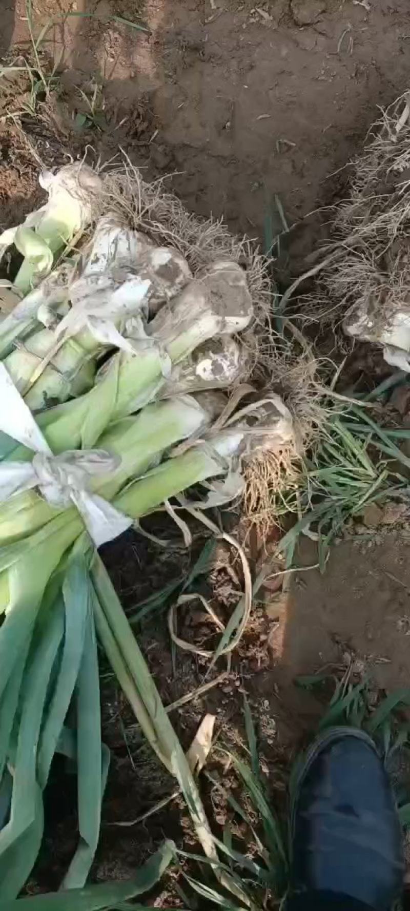 大头葱新乐市大葱大量上市欢迎新老客户前来选购随到随装车