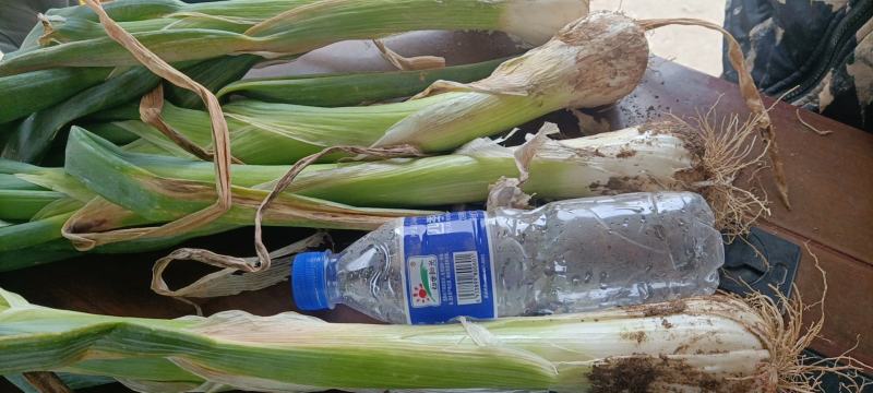 大头葱新乐市大葱大量上市欢迎新老客户前来选购随到随装车