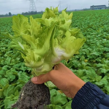 精品儿菜