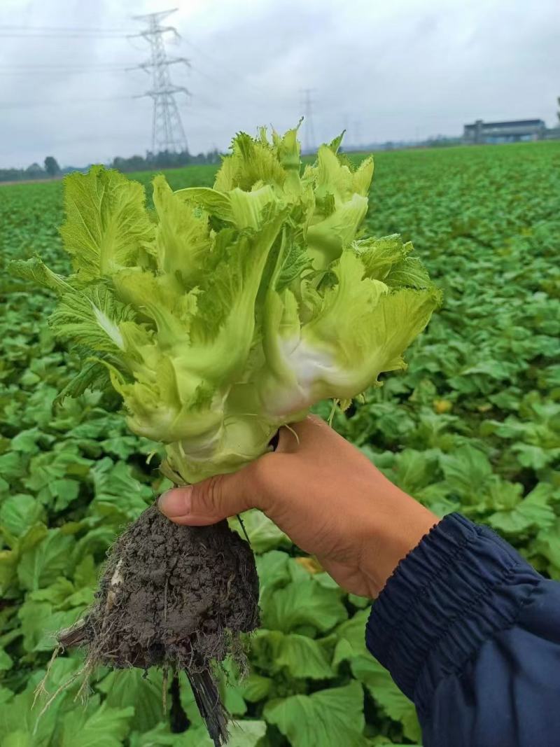 精品儿菜