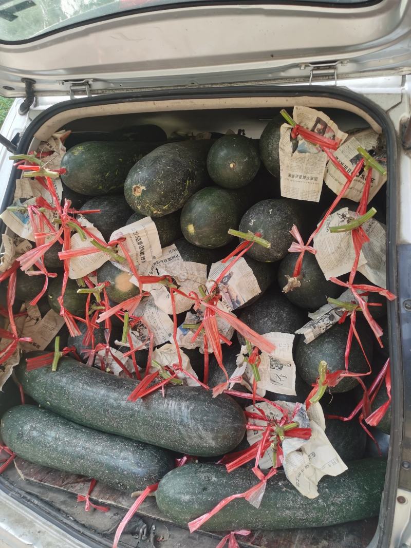 精品黑皮冬瓜，价格美丽