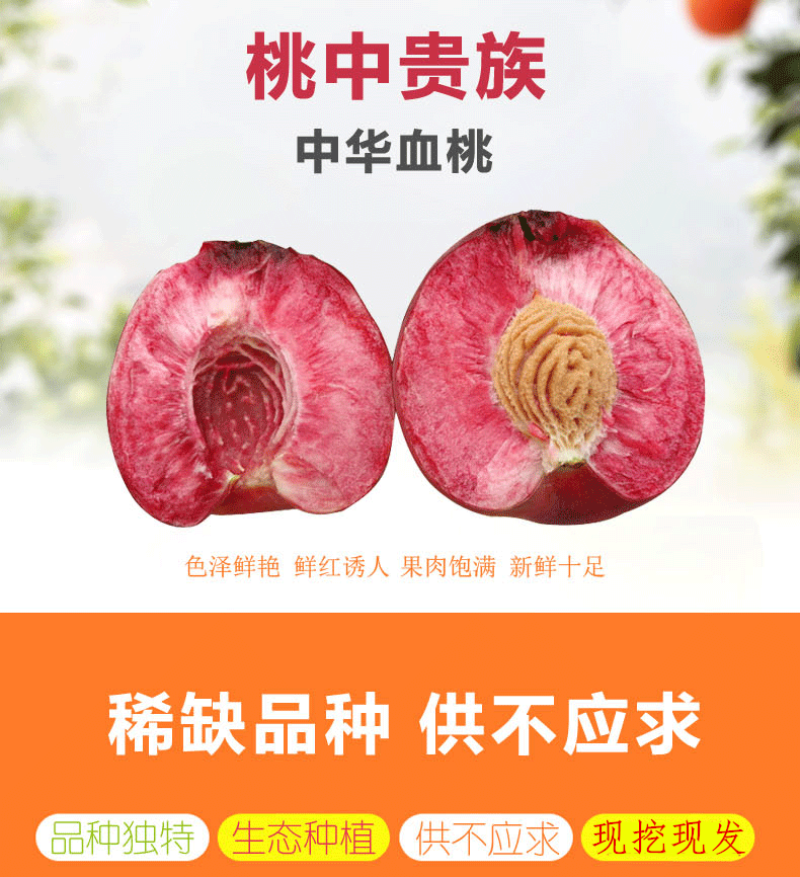 中华血桃苗保湿发货死苗立补假苗立赔技术指导