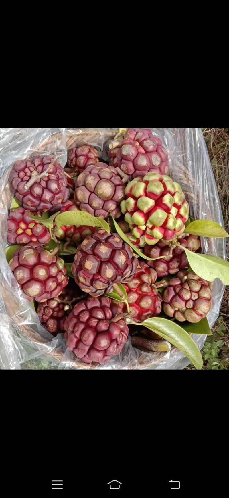 黑老虎布福娜