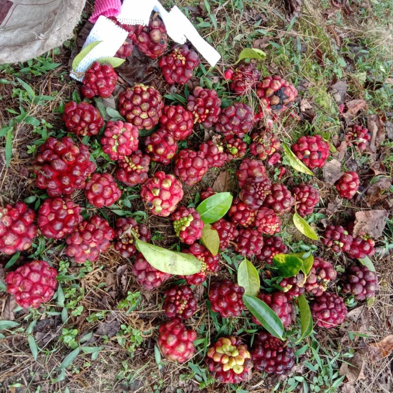黑老虎布福娜