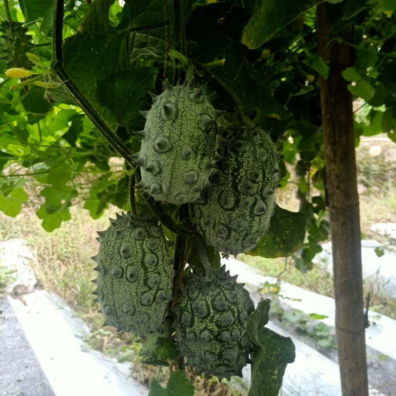 火参果