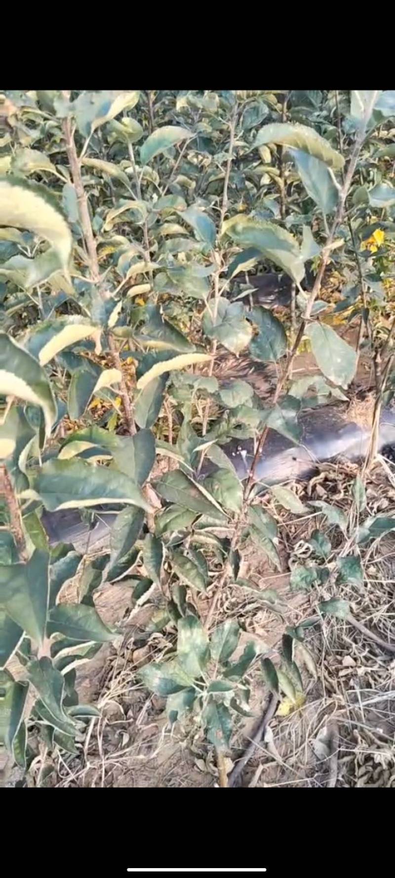 苹果苗临沂苹果苗红富士苹果苗品种齐全价格详聊