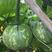 小南瓜种子好运98易种植产量高品质好包技术指导