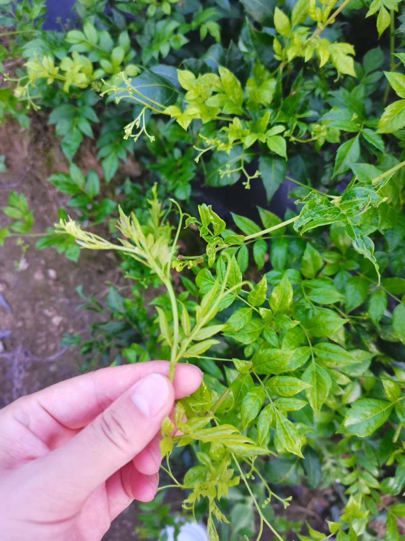 湘西藤茶