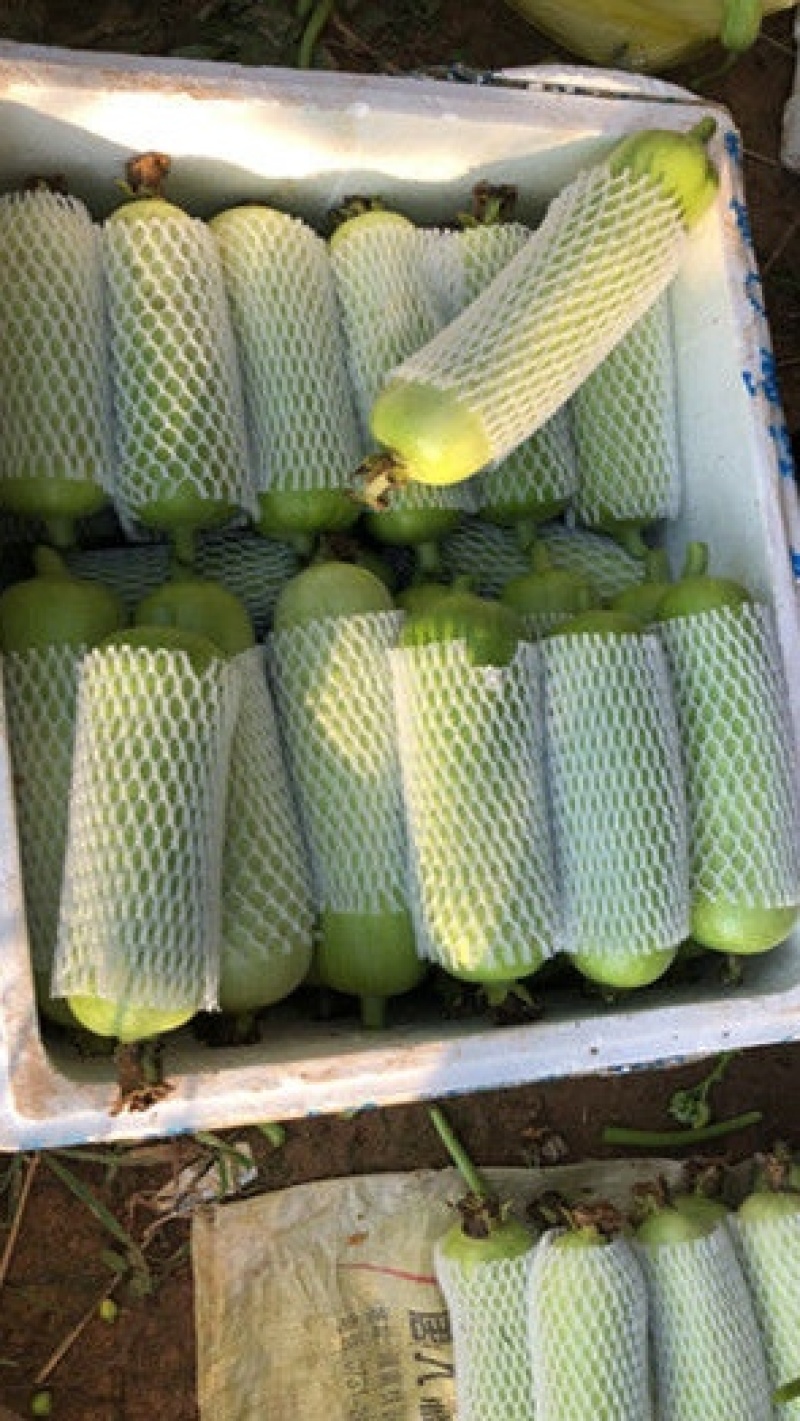 白丝瓜种子白富美奶油白皮丝瓜结瓜多品质好产量出众