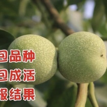 8518核桃苗保湿发货死苗立补假苗立赔技术指导