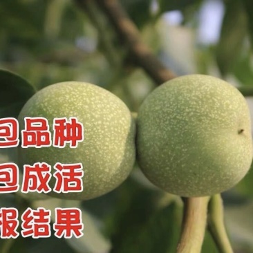 8518核桃苗保湿发货死苗立补假苗立赔技术指导
