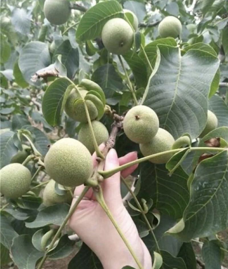 8518核桃苗保湿发货死苗立补假苗立赔技术指导