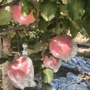 精品膜袋富士苹果深州宏图果蔬欢迎各种老板光临[握手]
