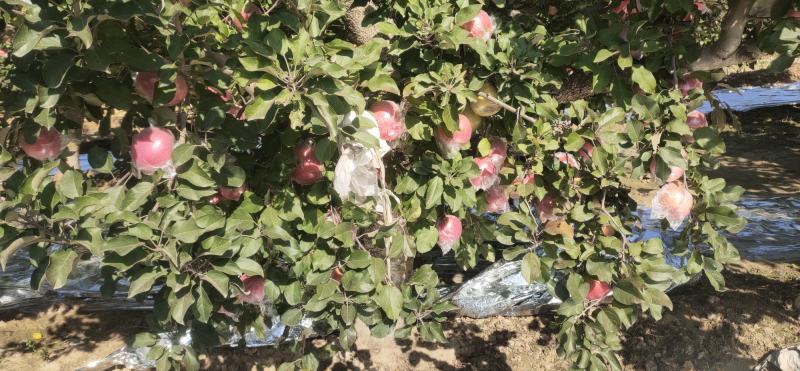 精品膜袋富士苹果深州宏图果蔬欢迎各种老板光临[握手]