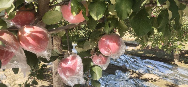 精品膜袋富士苹果深州宏图果蔬欢迎各种老板光临[握手]