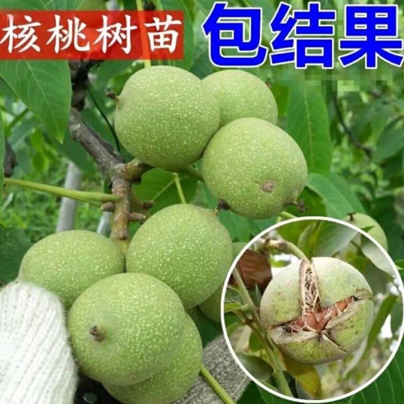 9818核桃苗保湿发货死苗立补假苗立赔技术指导
