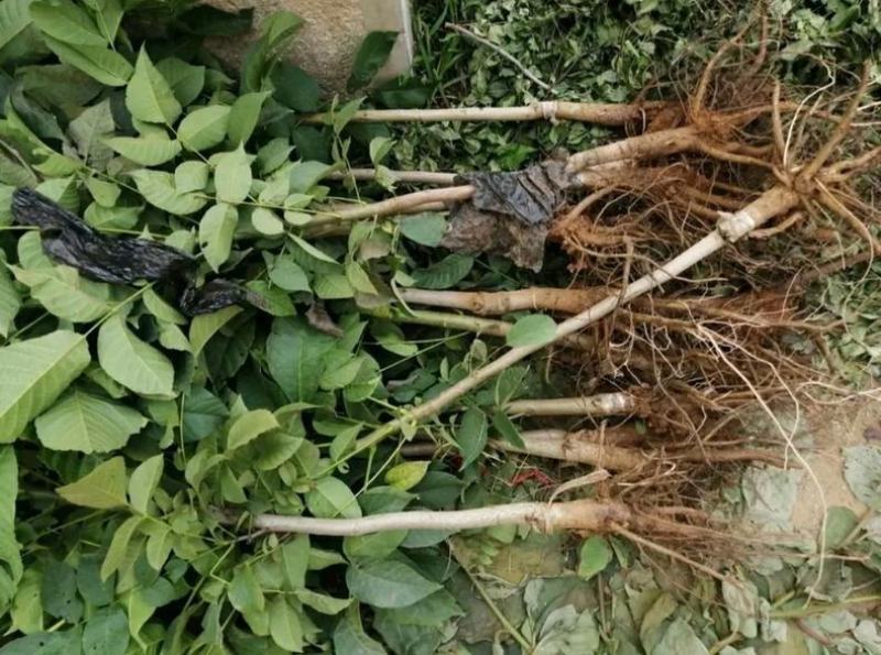 9818核桃苗保湿发货死苗立补假苗立赔技术指导