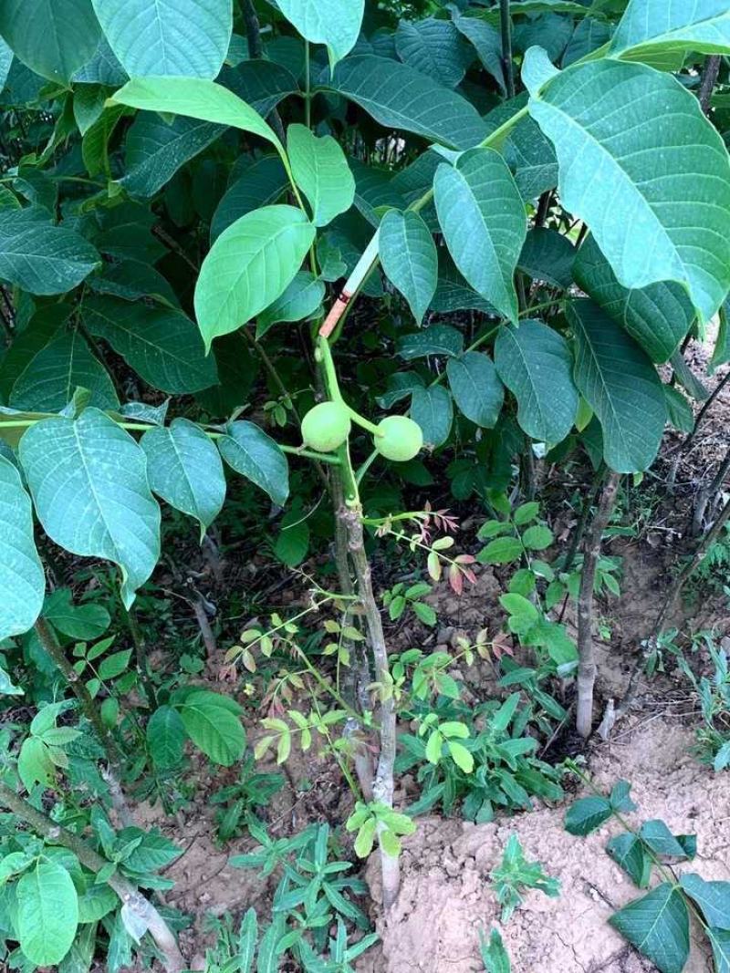 9818核桃苗保湿发货死苗立补假苗立赔技术指导