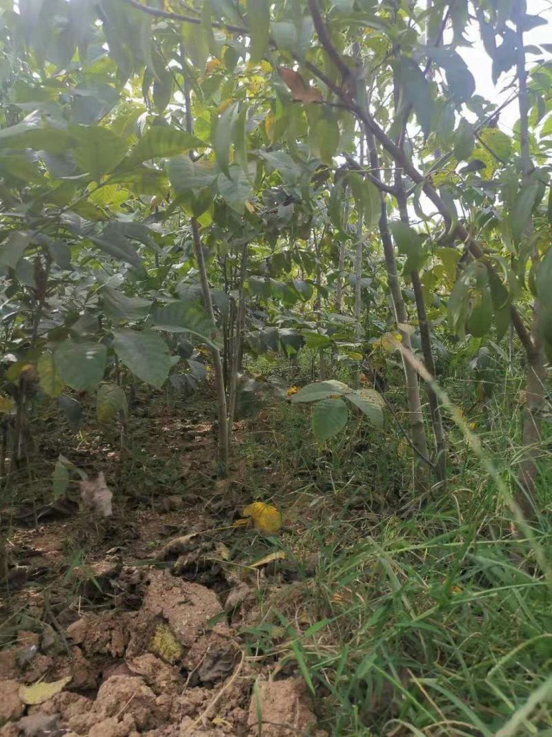 9818核桃苗保湿发货死苗立补假苗立赔技术指导