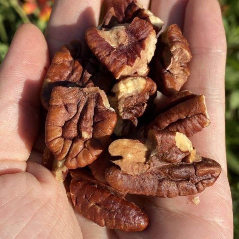 碧根果苗保湿发货死苗立补假苗立赔技术指导根系发达