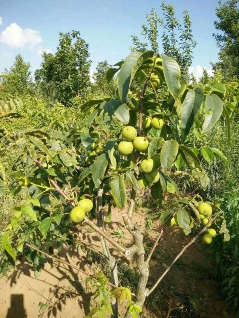 碧根果苗保湿发货死苗立补假苗立赔技术指导根系发达