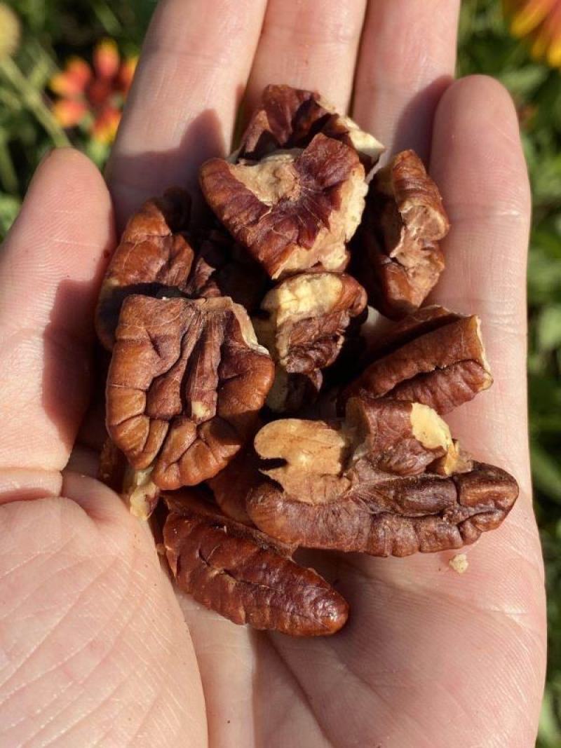碧根果苗保湿发货死苗立补假苗立赔技术指导根系发达