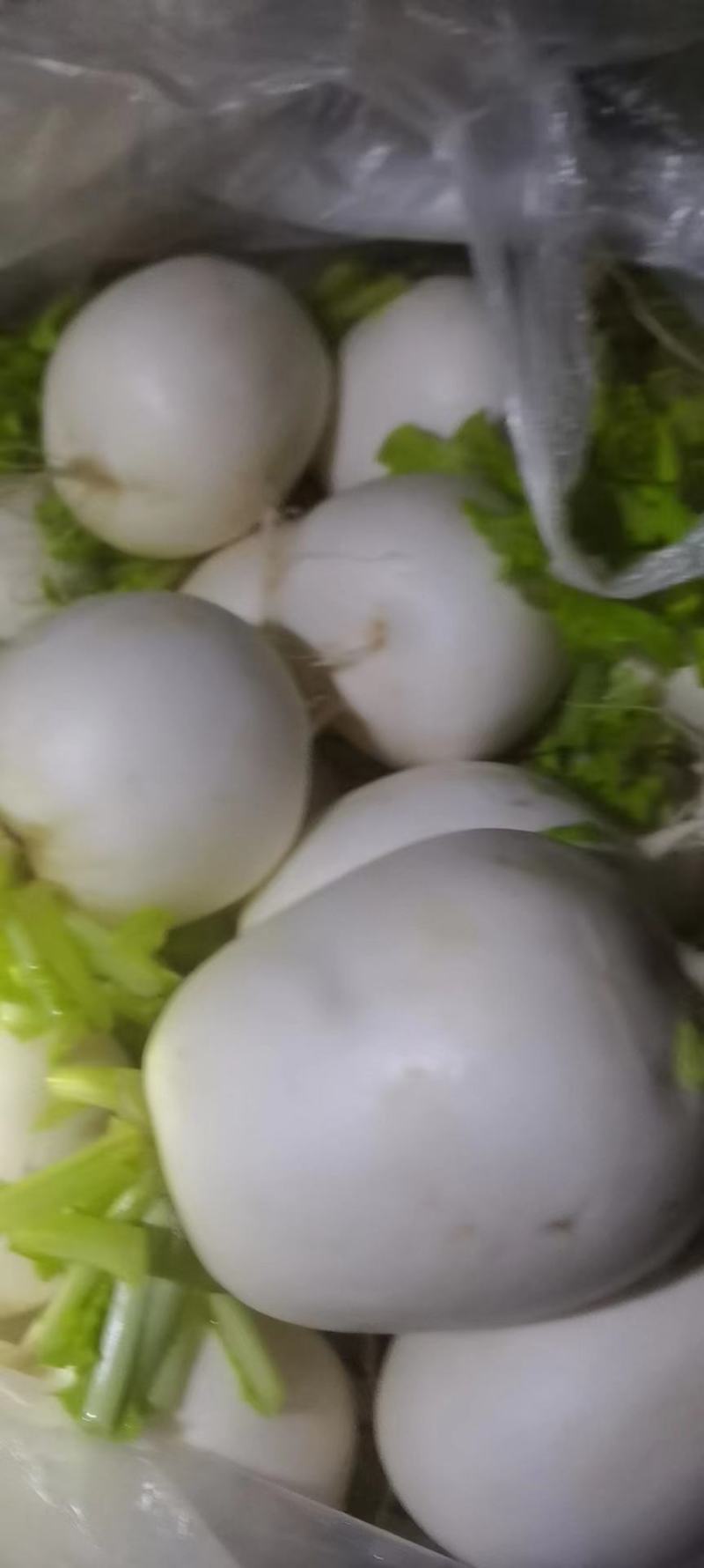 萝卜